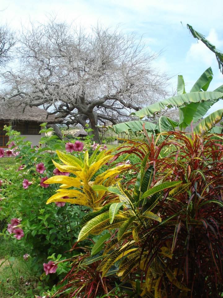 Tropical garden with flowers
