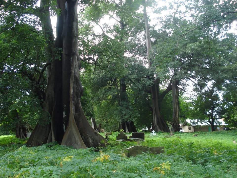 Ancient trees in the sacred grove