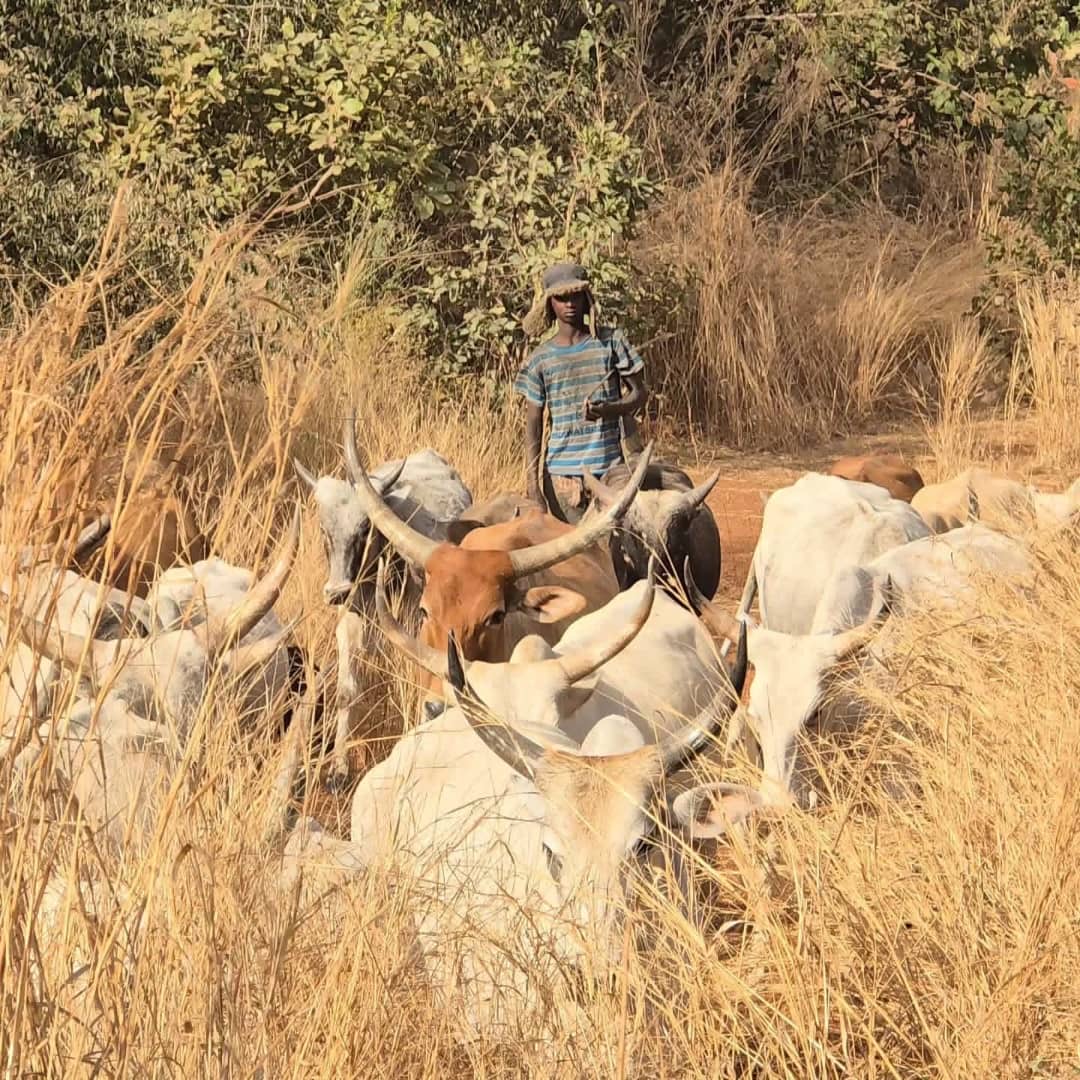 Herder with cattle in the savanna