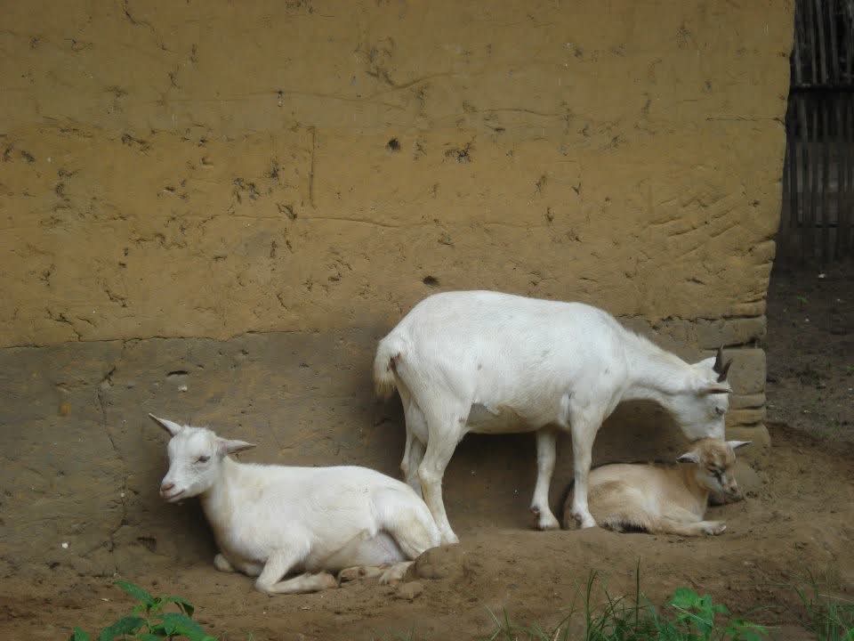 Goats by a mud hut