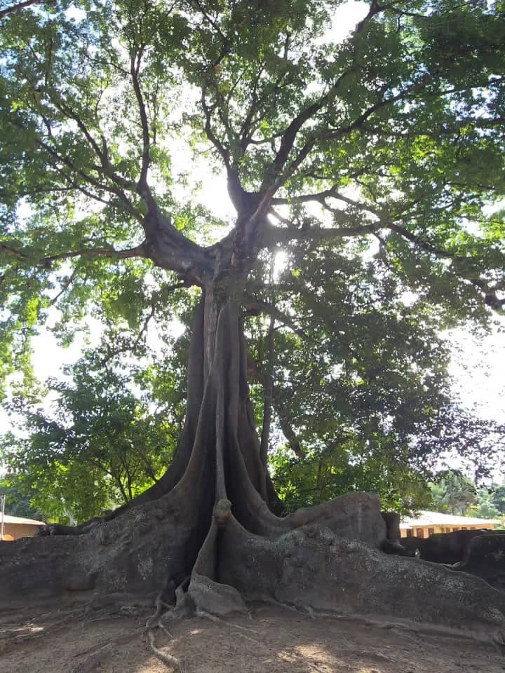 Fromager tree with impressive roots