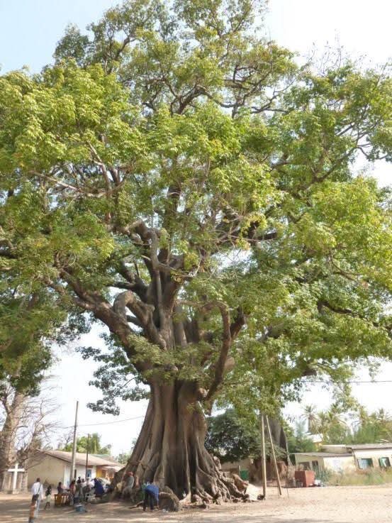 Big tree in the village