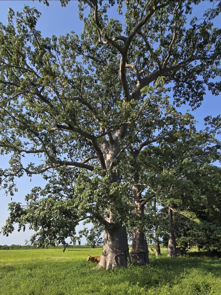 Baobab tree on the savanna