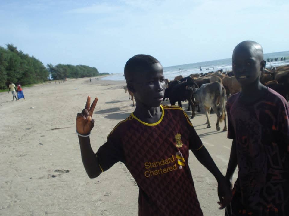 Children with cattle on the beach