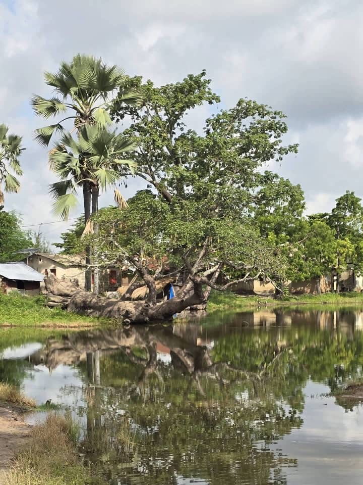 Palms reflected in the water by the village