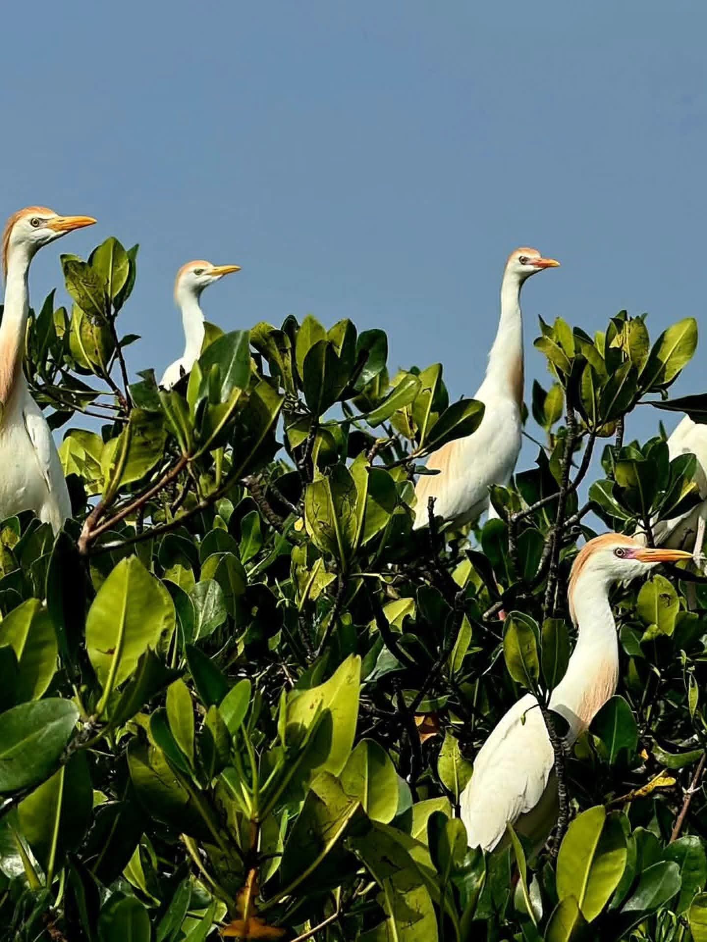 Herons in the mangrove tree
